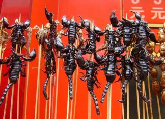 Cómo comer insectos podría beneficiar a la salud