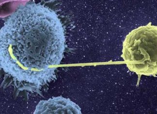 Mecanismo de entrada del VIH en el núcleo de las células inmunes revelado