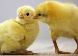 Los pollos podrían proteger contra la malaria