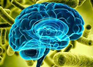 Bacterias intestinales y el cerebro: ¿los microbios nos están controlando?