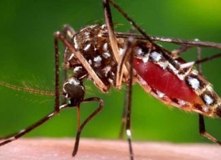 Zika virus tratable con fármacos existentes, según avance de estudio