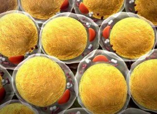 Descubierto mecanismo que desencadena la formación de grasa