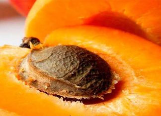 Semillas de albaricoque: ¿Tratamiento al cáncer o peligro para la salud?