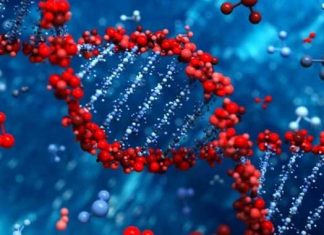 Bacterias intestinales cambian genes del huésped bajo la influencia de la dieta