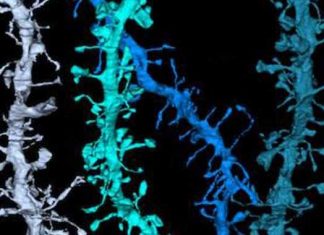 Evidencia visual muestra que el cerebro se restablece durante el sueño