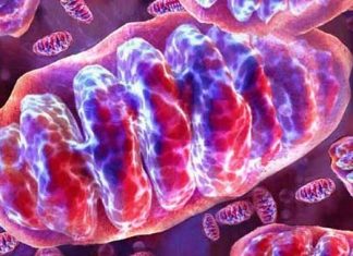 Alzheimer: desequilibrio de calcio dentro de células cerebrales