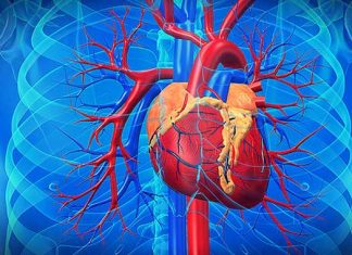 El mito de que las grasas saturadas obstruye las arterias es desenmascarado