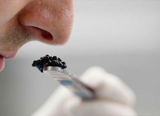 Su sentido del olfato es más poderoso de lo que podría pensar