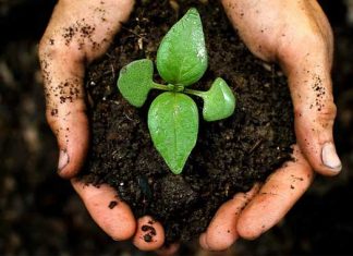 Jardinería esta semana? Tenga cuidado con el compost