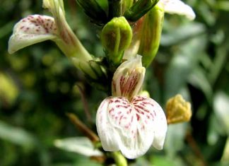 Compuesto de planta mucho más eficaz que el medicamento anti-VIH tradicional