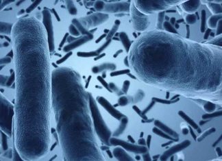 Una bacteria puede favorecer el crecimiento del tumor colorrectal