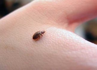 Picaduras de chinches: lo que necesitas saber