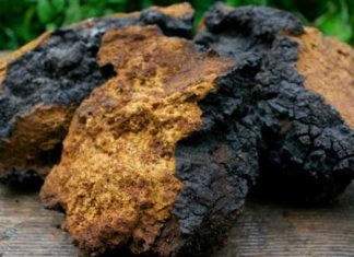 Hongo Chaga: nueve beneficios potenciales para la salud
