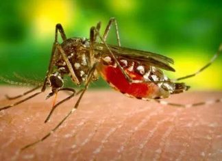 Repelentes de mosquitos: Cómo elegir el más eficaz