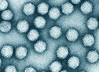 Si no es la gripe, es posible que esté enfermo a causa de otro virus