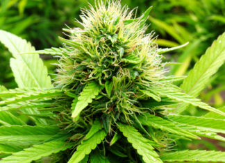 El cannabinoide mejora las tasas de supervivencia de ratones con cáncer de páncreas