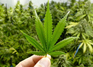 Marihuana de alta potencia «fuertemente vinculada» a la psicosis: estudio