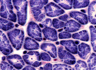 Las células del corazón pueden rejuvenecerse y multiplicarse para curar el daño.