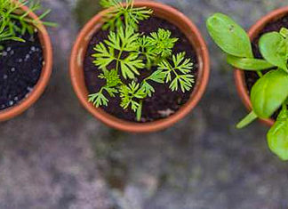 Cultivar un huerto en casa durante la pandemia: más que una moda